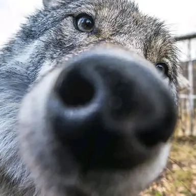 Profile image of Wolf