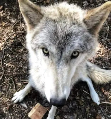 Profile image of Wolf
