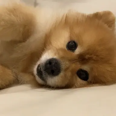 Profile image of 모카
