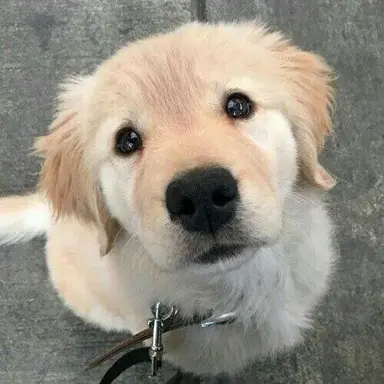 Profile image of Patch