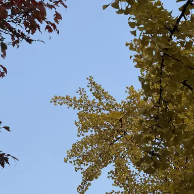 Profile image of 지젤