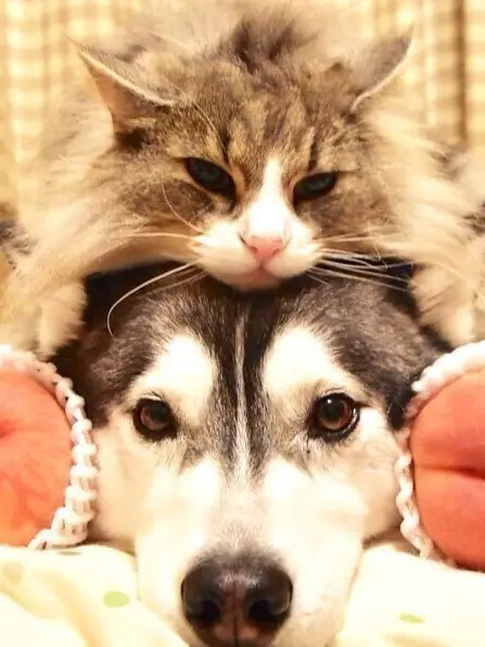 BlandTetra8819의 念願の妹...！♡