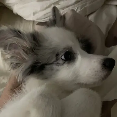 Profile image of 吉野