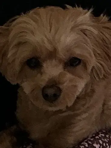 HappyFiles2784의 팀나빠의 크리스마스!(여우+)