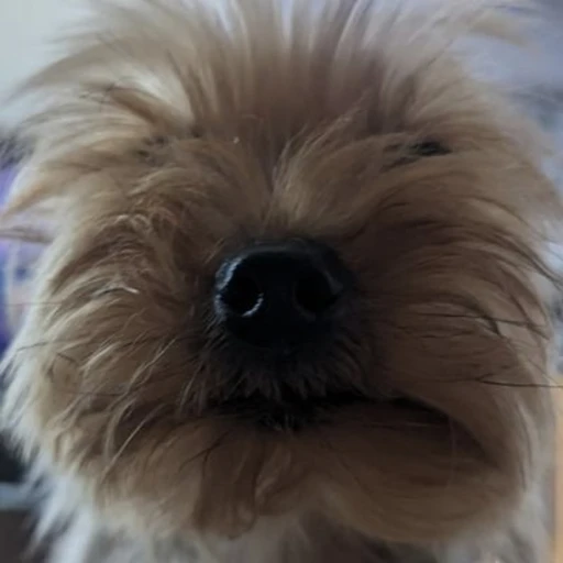 오야
