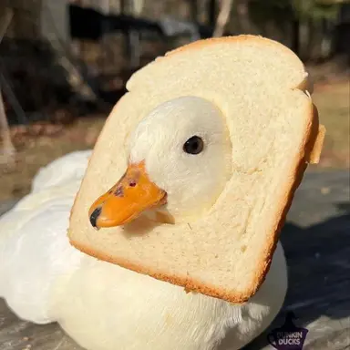 Profile image of 권일하