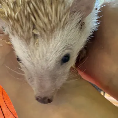 Profile image of 오뉴