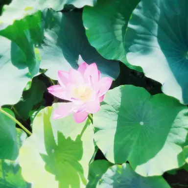 Profile image of 또니
