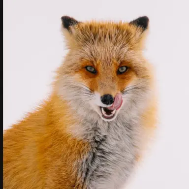 Profile image of 여우