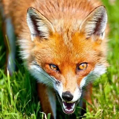 Profile image of 설아