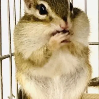 Profile image of ハン
