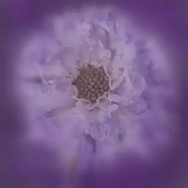 Profile image of 황수현