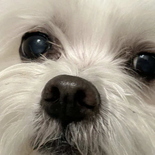 이푸름