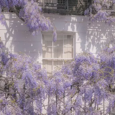 Profile image of 수현