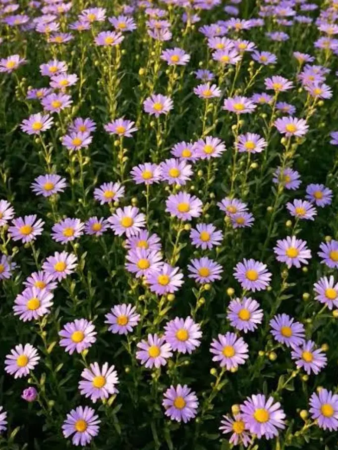 artist_0090의 산신령님!