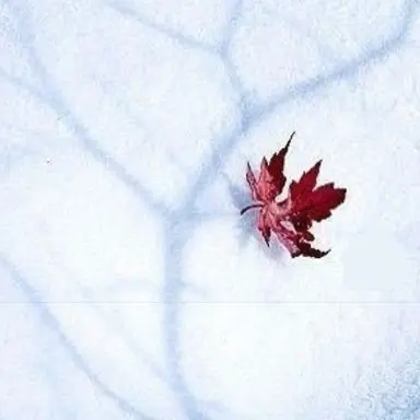 Profile image of 루이쨘