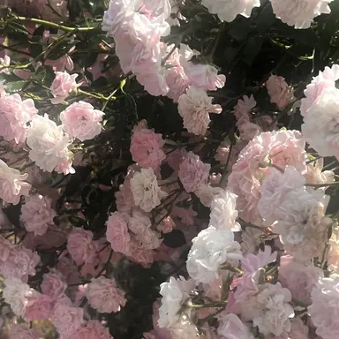 Profile image of もえ