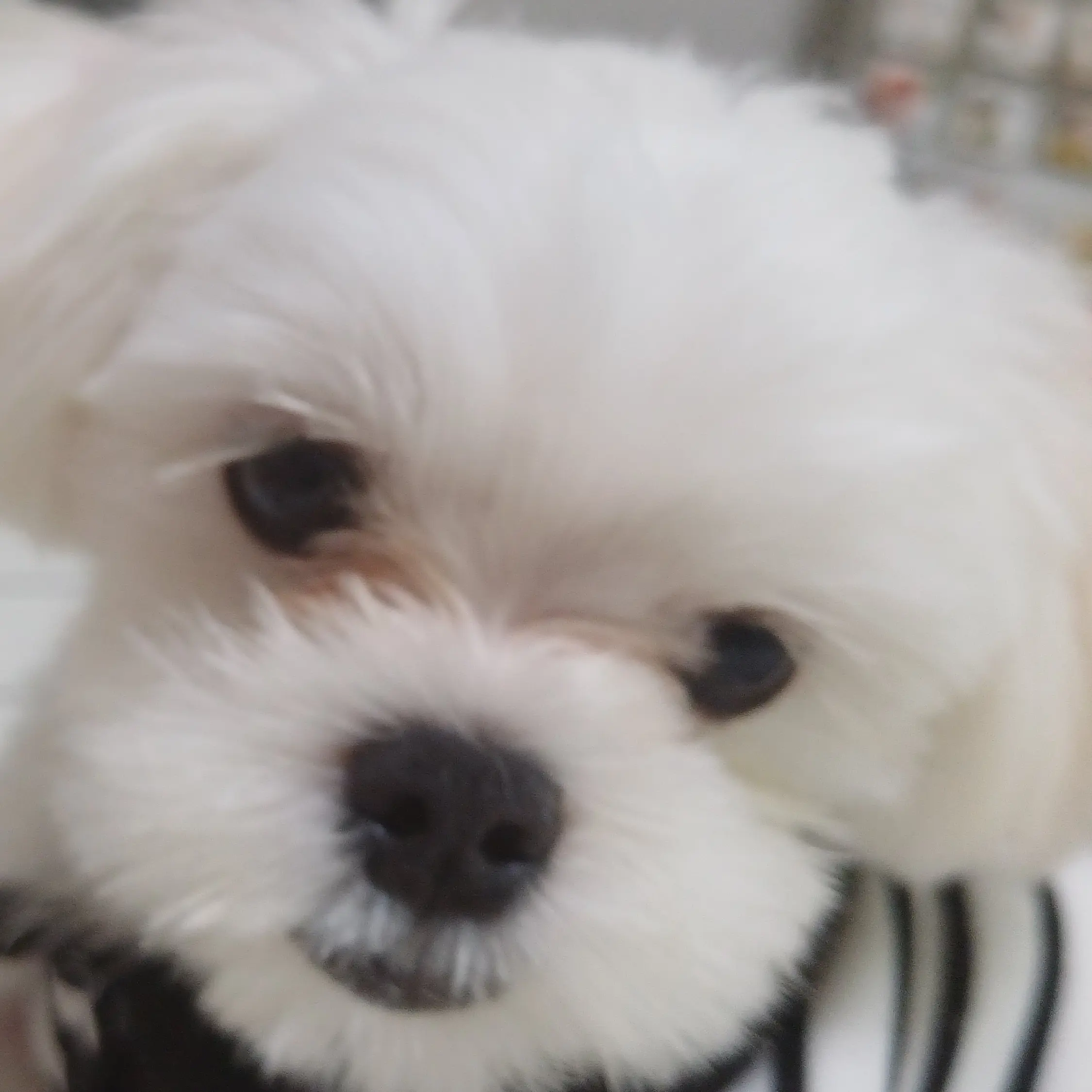 _7204의 애교를 많이 부리는 동생