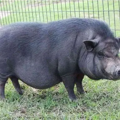 Profile image of 늑대