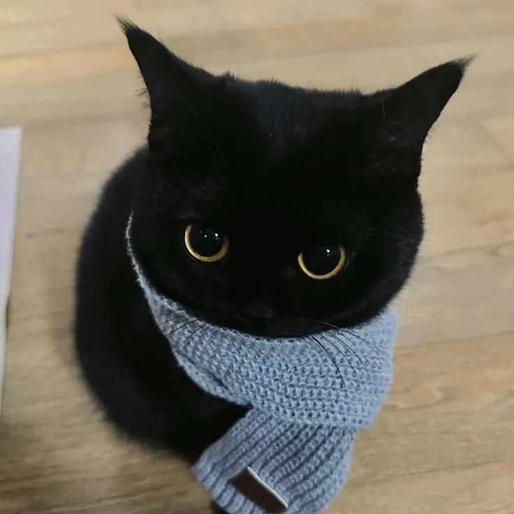 pmpmp0325의 つんつんしてる旦那さん🐱