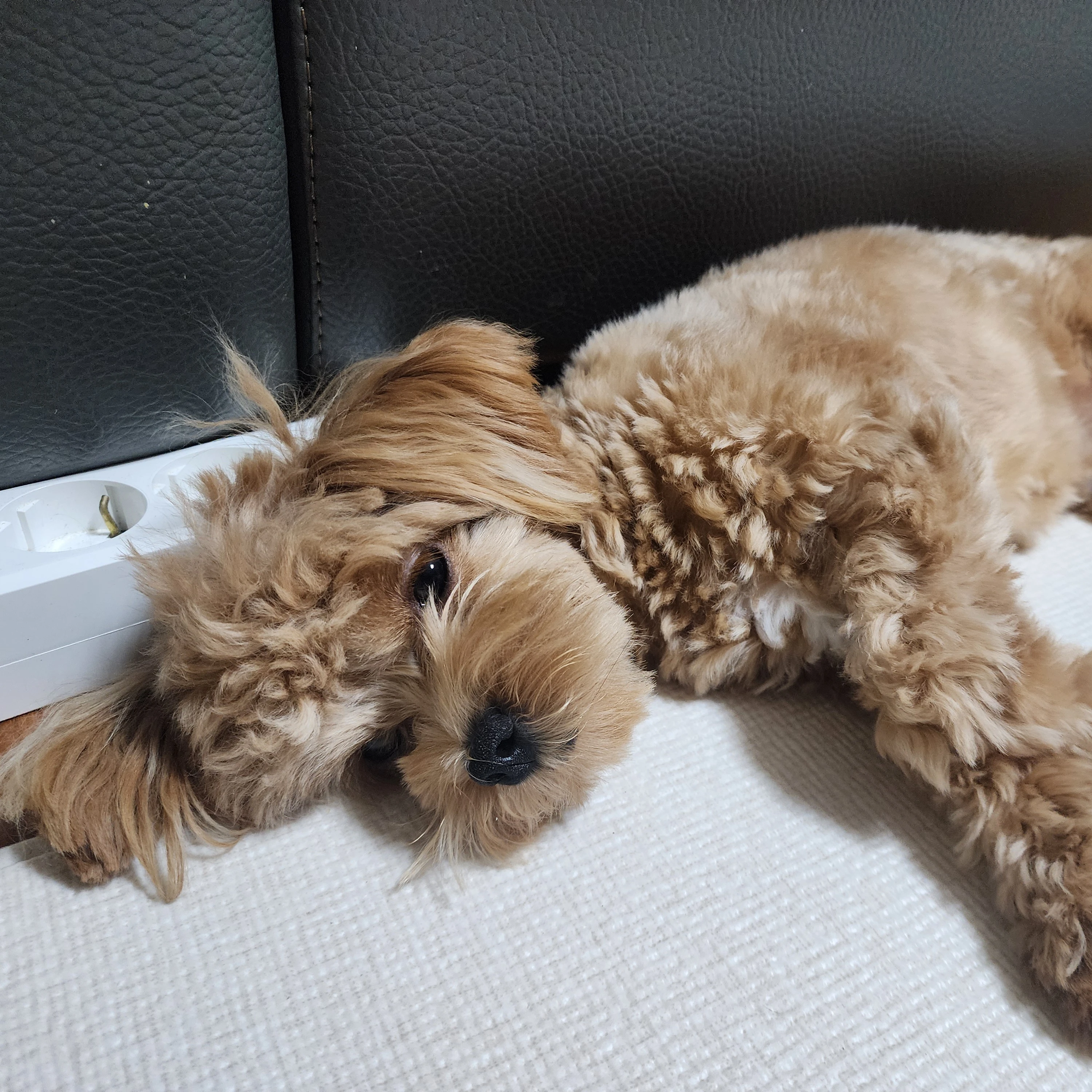 고서율