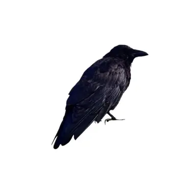 Profile image of ツキシマ・ケイ
