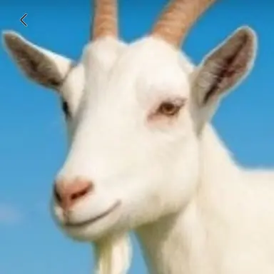 Profile image of 염소