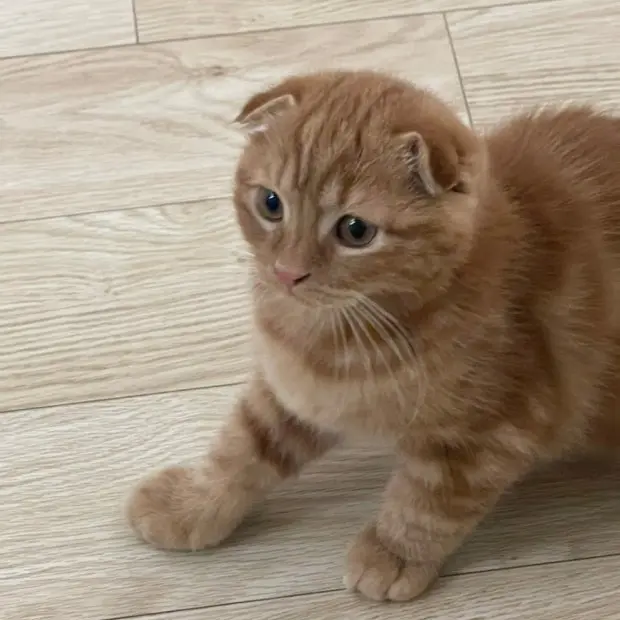 CruelPhone0421의 채냥이