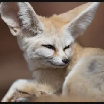 Profile image of 여우