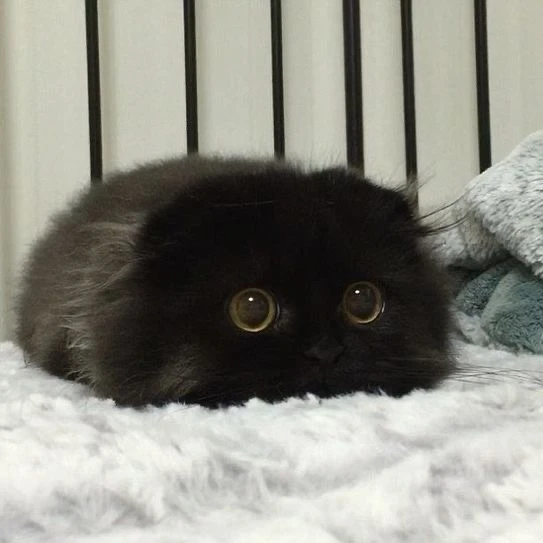 최연준