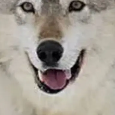Profile image of 늑대
