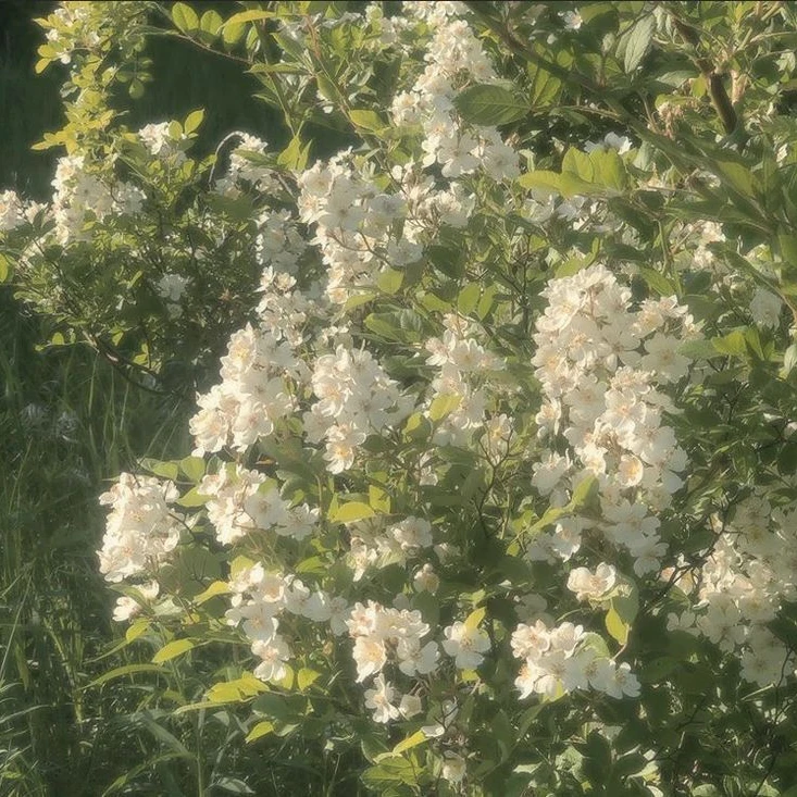야마모토 쿄카
