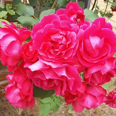 Profile image of 여기는2010년대