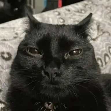 Profile image of らおちゃん