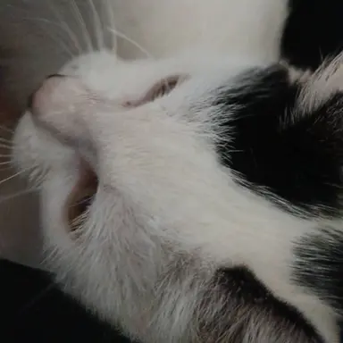 Profile image of 대저택에있는여우