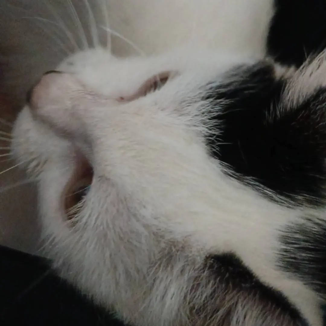 StumpyBoat9510의 대저택에 여우짓하는에가있다!?