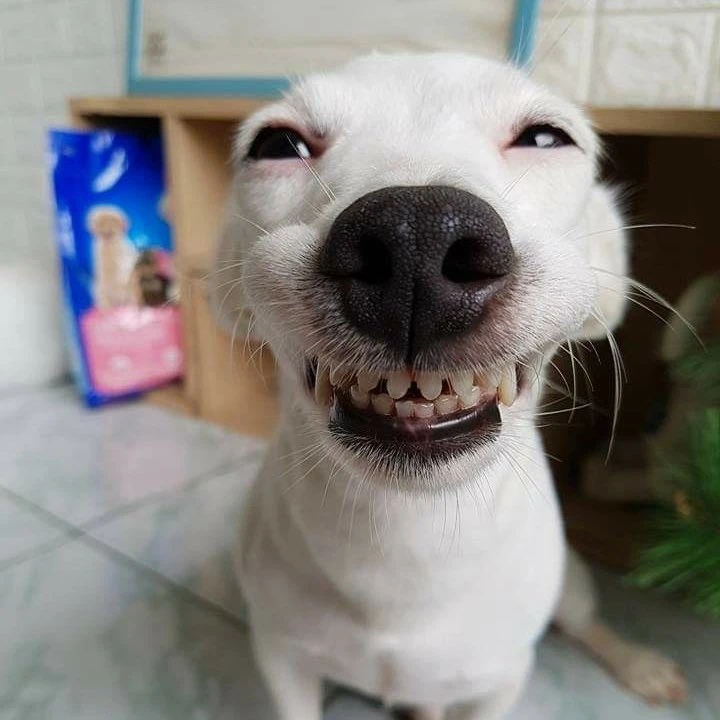 대저택에있는여우