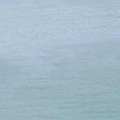 Profile image of 수은기사 쿠키