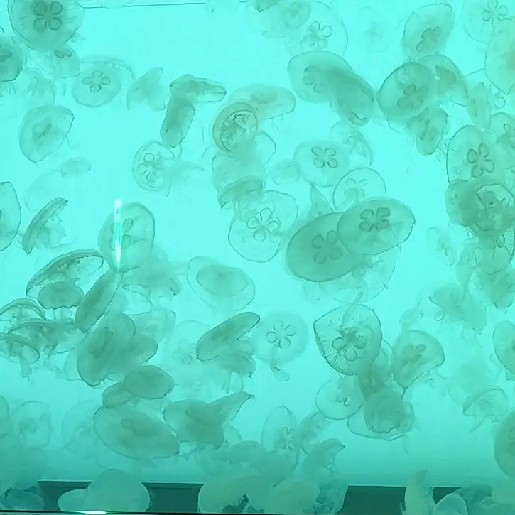 jellyfish.397.의 タキシード