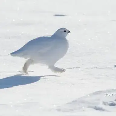 Profile image of 물어보는 사람