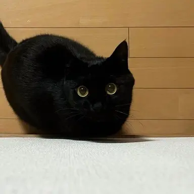 Profile image of 최이결