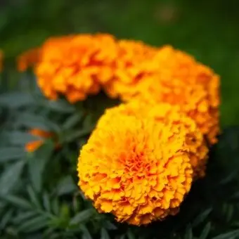 Profile image of 김각별