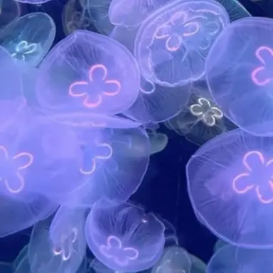 Profile image of 樹