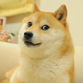 강아지 뽀삐