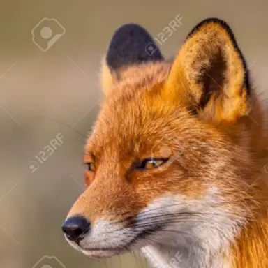 Profile image of 여우