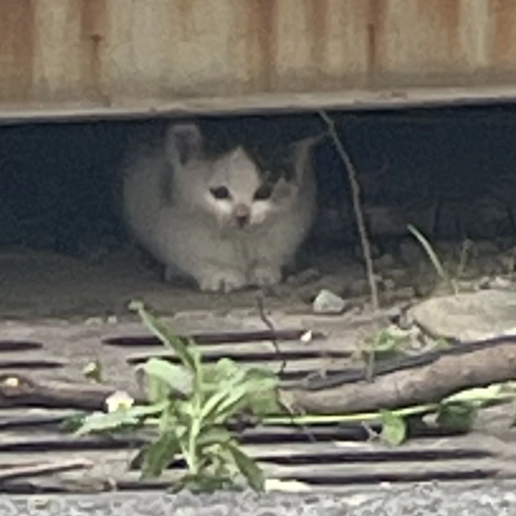 하찮즈