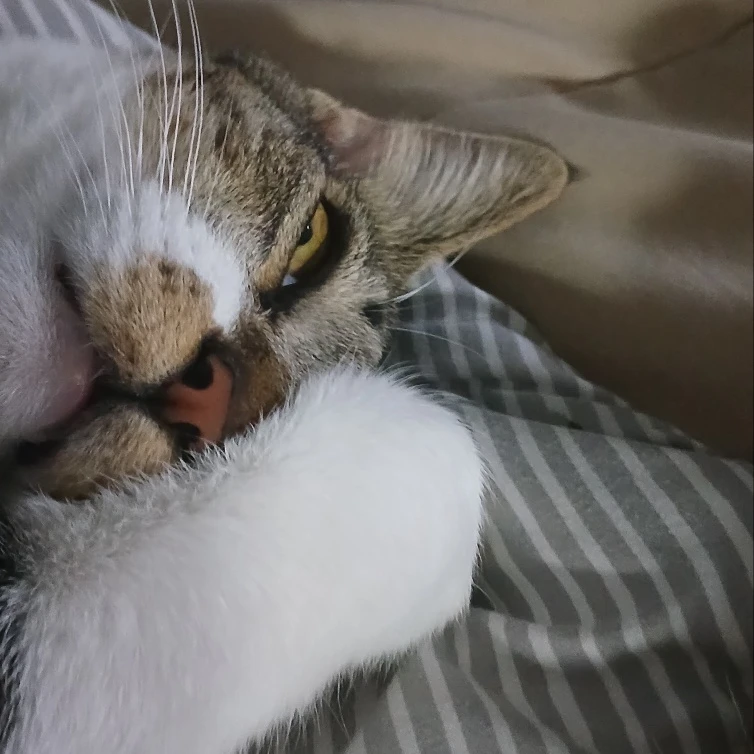 늑대게임