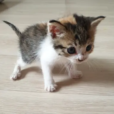 Profile image of 고양이