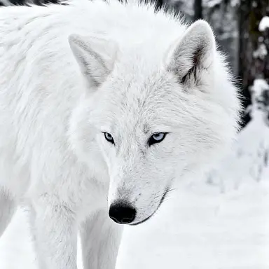 Profile image of 늑대