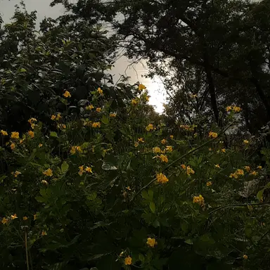 Profile image of 천카이원